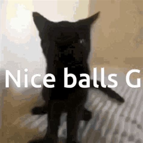 girl sucking balls gif|Balls Licking Porn GIFs 